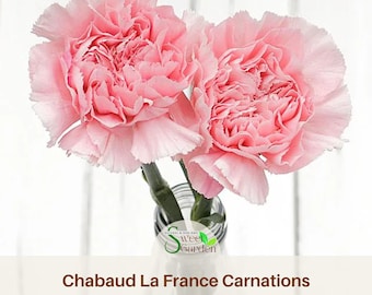 Chabaud La France Carnations  - Authentic Seeds - Dianthus Caryophyllus - Fascination Flower - Love Flower - Mix Seeds - Clumping