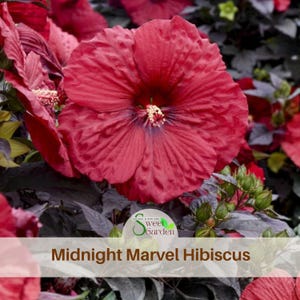 Midnight Marvel Hibiscus Seeds Deep Red Blooms – Rose Mallow Seeds – Hardy Perennial – Dark Foliage Garden Beauty