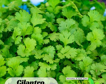 50 Seeds| Cilantro  Seeds - Authentic Seeds - Perennial~GMO Free ~Flower seeds ~ Asian Garden~ Herbs B5G1#7004