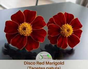 Disco Red Marigold (Tagetes patula) Seeds - Open-Pollinating - Draft Resistant -Cold Resistant -Dwarf - Plant in Spring/After frost