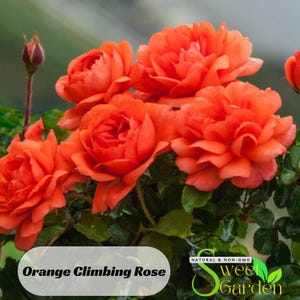Maniac Climbing Roses - Etsy