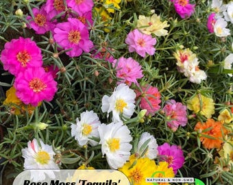 Rose Moss 'Tequila' Portulaca grandiflora Seeds - Heirloom Succulent- Colorful Flowers- Drought Tolerant -B5G1 #8159