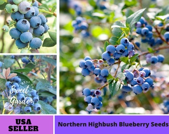 55 Seeds| Northern Highbush Blueberry Seeds - Authentic ~ Vegetable seeds~ Asian Garden~ Fruit Seeds- Flowers -Organic. Non GMO -B3G1  #6035