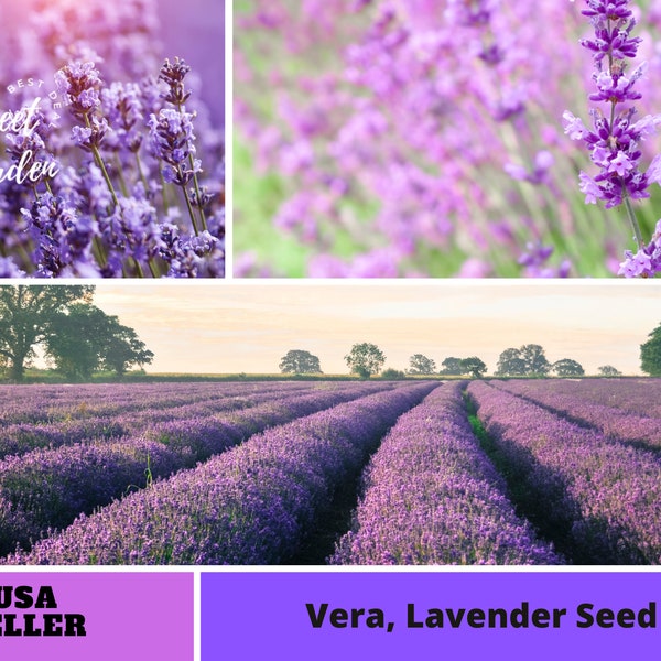 155 seeds| Vera  Lavender Seeds-Perennial -Authentic Seeds-Flowers -Organic. Non GMO -Vegetable Seeds-Mix Seeds for Plant-B3G1#6008