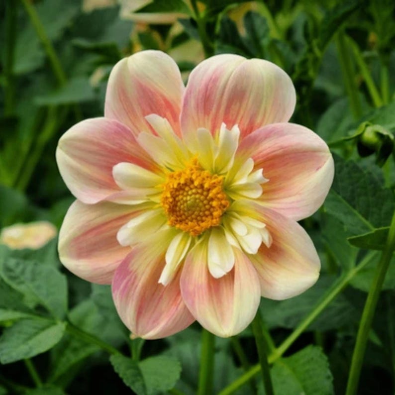 Pode incluir: Uma flor de d&aacute;lia com m&uacute;ltiplas camadas de p&eacute;talas que transitam de uma cor creme suave no centro para um rosa delicado nas bordas. A flor possui um disco central amarelo-dourado, texturizado e proeminente, rodeado por p&eacute;talas menores.