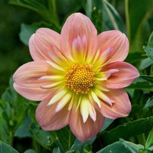 Pode incluir: Uma flor de d&aacute;lia com m&uacute;ltiplas camadas de p&eacute;talas que transitam de um rosa suave e suave nas bordas externas para um amarelo vibrante e ensolarado perto do centro, que cont&eacute;m um disco dourado texturizado de pequenas flores densas.
