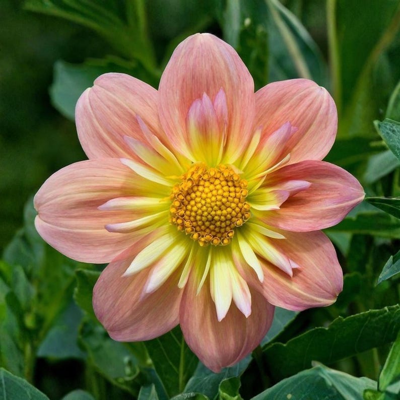 Pode incluir: Uma flor de d&aacute;lia com m&uacute;ltiplas camadas de p&eacute;talas que transitam de um rosa suave e suave nas bordas externas para um amarelo vibrante e ensolarado perto do centro, que cont&eacute;m um disco dourado texturizado de pequenas flores densas.