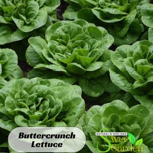 25 Seeds| Buttercrunch Lettuce Seeds- Authentic Seeds ~ GMO Free ~Seeds~Vegetable seeds~ #6014