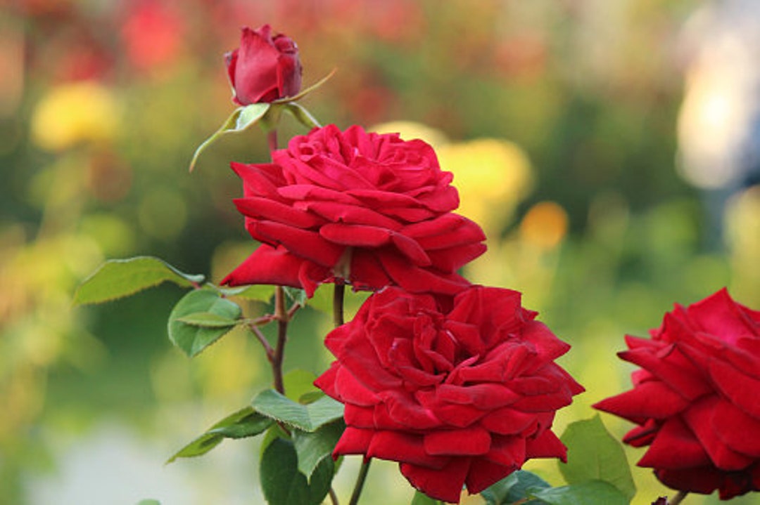 Strong Fragrance Red Hybrid Tea Rose Seeds Perennial Authentic Seeds