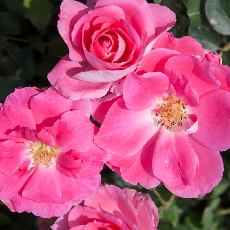 SweetGardenUS Carefree Wonder Rose Seed - Thumbnail 5