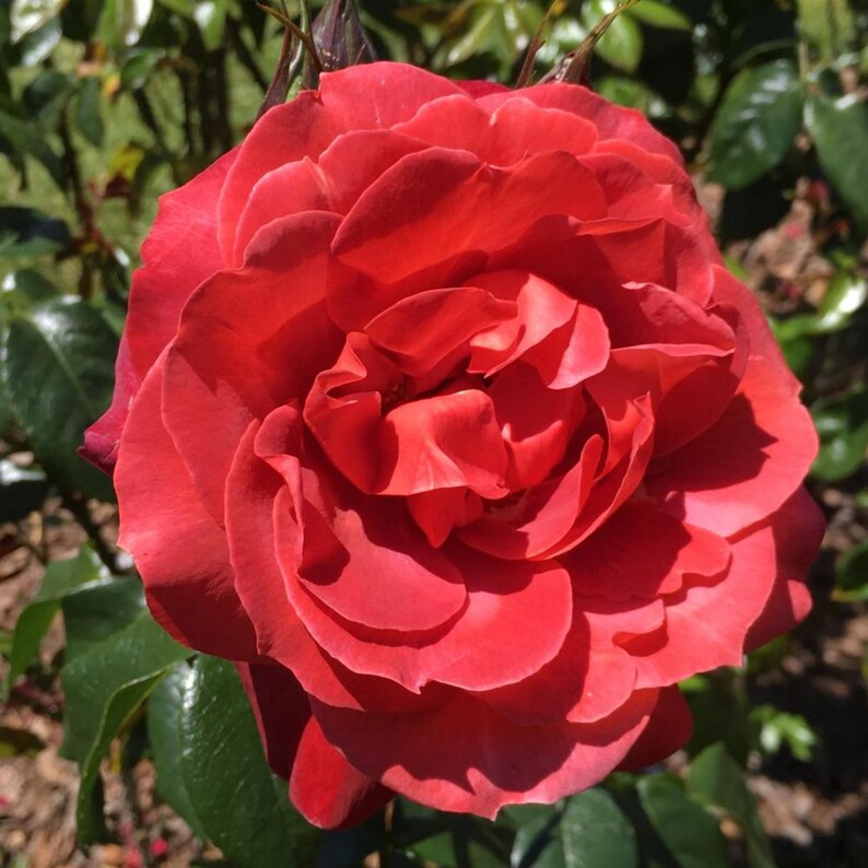 Hot Cocoa Floribunda Flower Rose Seeds Perennial Authentic Seeds