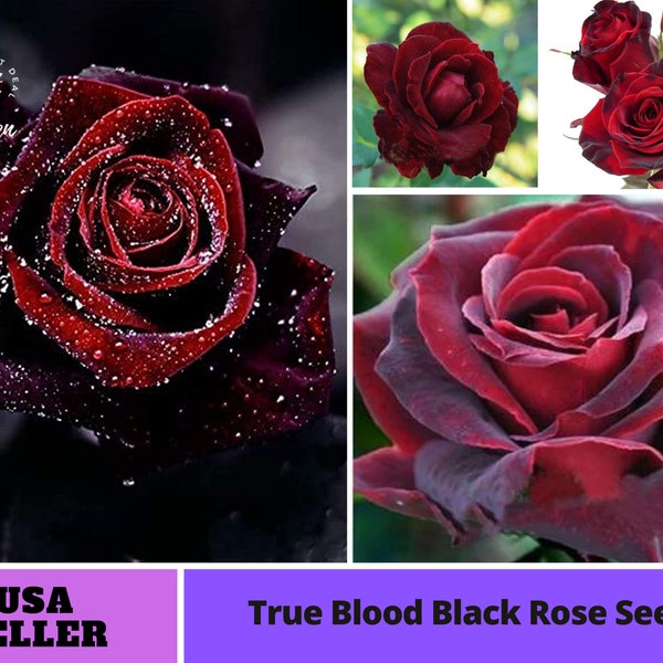 True Blood Rose Seeds Red Black-Perennial -Authentic Seeds-Flowers -Organic. Non GMO -Vegetable Seeds-B3G1 #1078