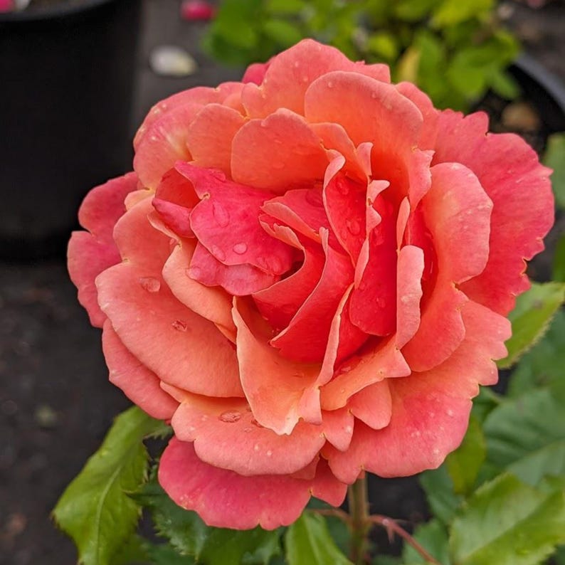 SweetGardenUS Anna's Promise Grandiflora Rose Seeds
