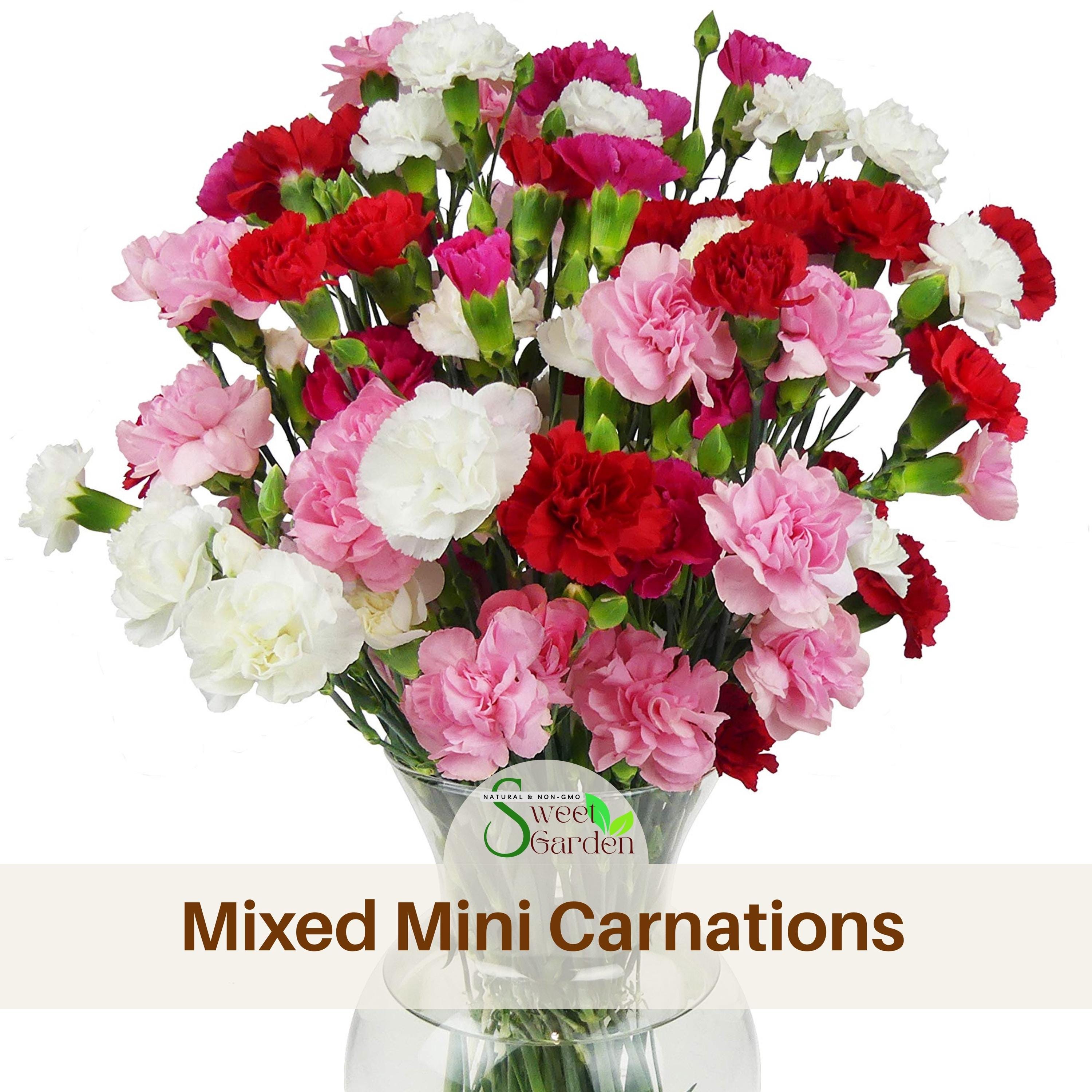 Mixed Mini Carnations - Authentic Seeds - Dianthus Caryophyllus ...