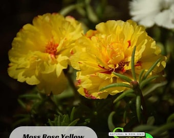 Moss Rose (Portulaca Grandiflora Yellow) Seeds - Purslanes Seeds - Heirloom Succulent- Colorful Flowers- Drought Tolerant -B5G1#8165