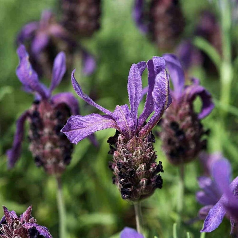 May include: A cluster of purple French lavender flowers featuring dense, dark violet flower heads topped with vibrant, upright purple bracts. The petals exhibit a textured, velvety appearance, set against a soft, out-of-focus green background.