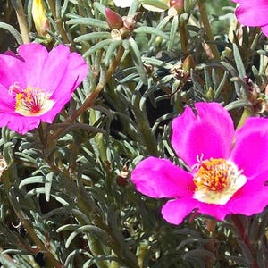 Puede incluir: Primer plano de flores rosas con centros amarillos floreciendo en una planta verde frondosa.