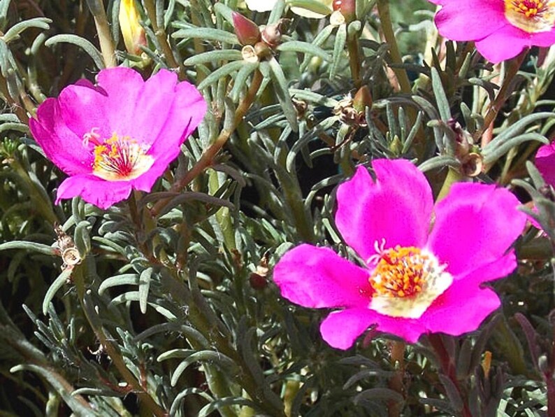 Puede incluir: Primer plano de flores rosas con centros amarillos floreciendo en una planta verde frondosa.