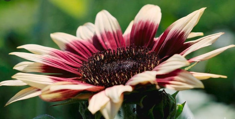 25 Seeds Ruby Eclipse Sunflower Seedse002 Authentic - Etsy