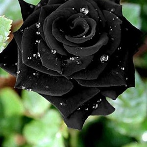 32 Seeds Black Rose Seeds-perennial authentic Seeds-flowers - Etsy