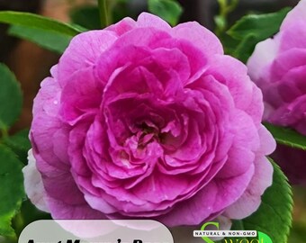 麻吉婶婶 - Aunt Margy's Rose Seeds - Perennial - Authentic