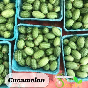 May include: Overhead shot of several light blue baskets filled with cucamelons. The cucamelons are small, oval-shaped, and green with a striped pattern. The word "Cucamelon" is written in black text on a pink background.