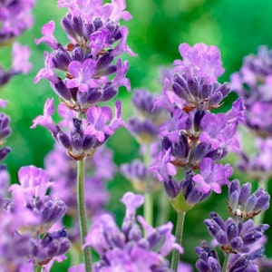 May include: Close-up of lavender flowers in bloom. The flowers are a light purple color and have a delicate fragrance. The flowers are arranged in clusters and are surrounded by green foliage.