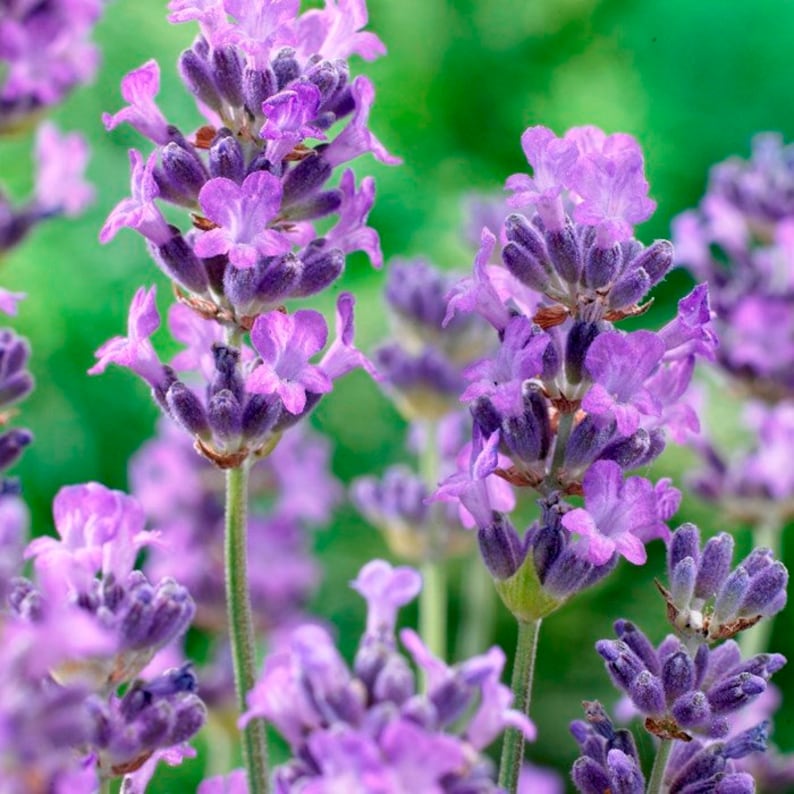 May include: Close-up of lavender flowers in bloom. The flowers are a light purple color and have a delicate fragrance. The flowers are arranged in clusters and are surrounded by green foliage.