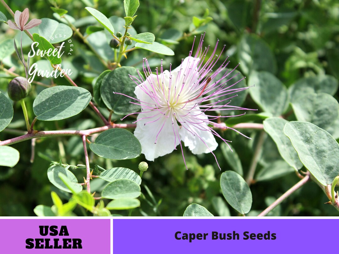 12 Seeds Capers caper Bush Seeds Authentic Seeds Vegetable Seeds Asian