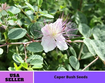 12 Seeds| Capers (Caper Bush) Seeds- - Authentic Seeds ~ Vegetable seeds~ Asian Garden~ Fruit Seeds- Flowers -Organic. Non GMO -B3G1  #6037