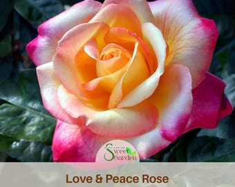 Love & Peace Rose Seeds - Non-GMO Perennial Climbing Flowers