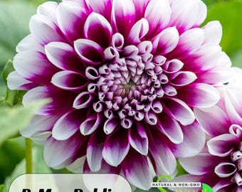 ＊Dahlia＊ページ Bloomquist Compare dahlia tubers for sale - Pedaling Petals