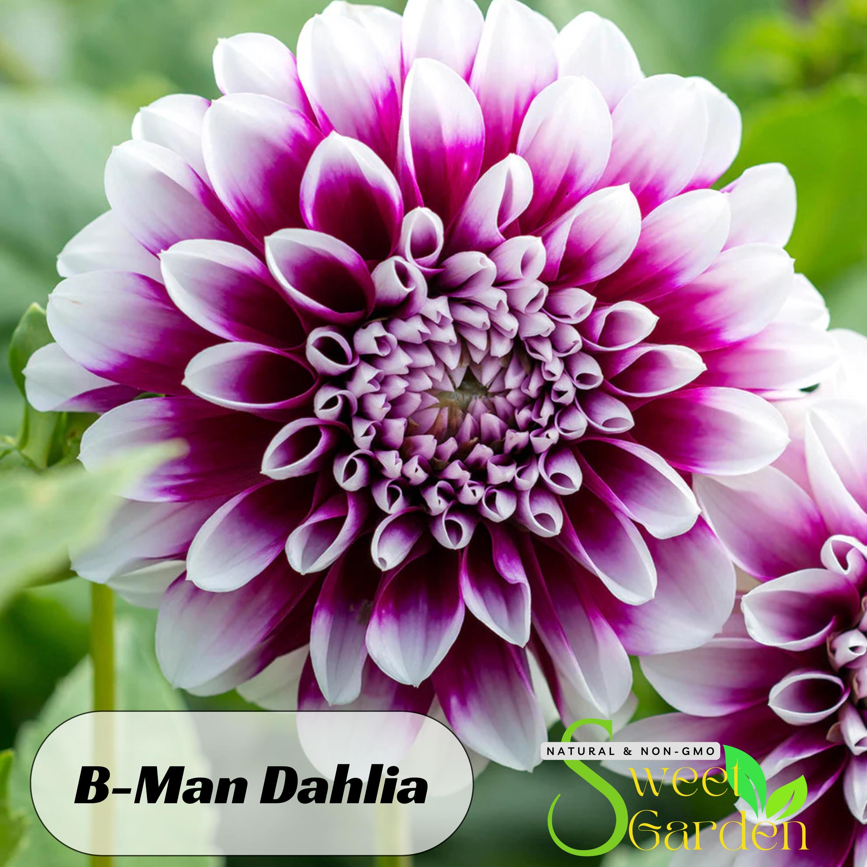 Purple White B-man Dahlia Seeds - Perennial - Authentic