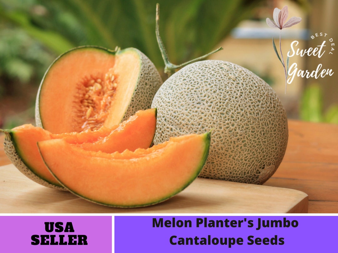 30 Seeds Melon Planter's Jumbo Cantaloupe Seeds Perennial authentic