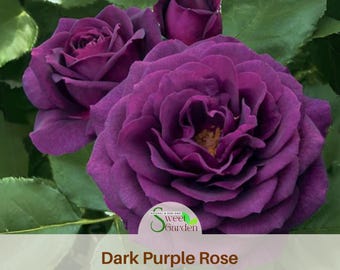 Dark Purple Rose Seeds - Authentic Perennial Flowers
