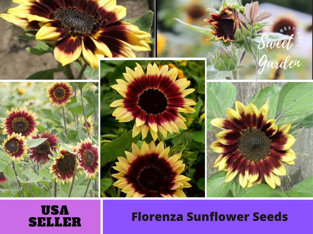 Perennial Sunflower Seed