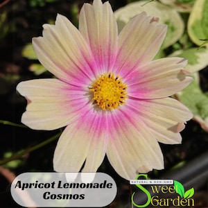 Apricot Lemonade Cosmos Seeds | Easy Grow, Butterfly Garden