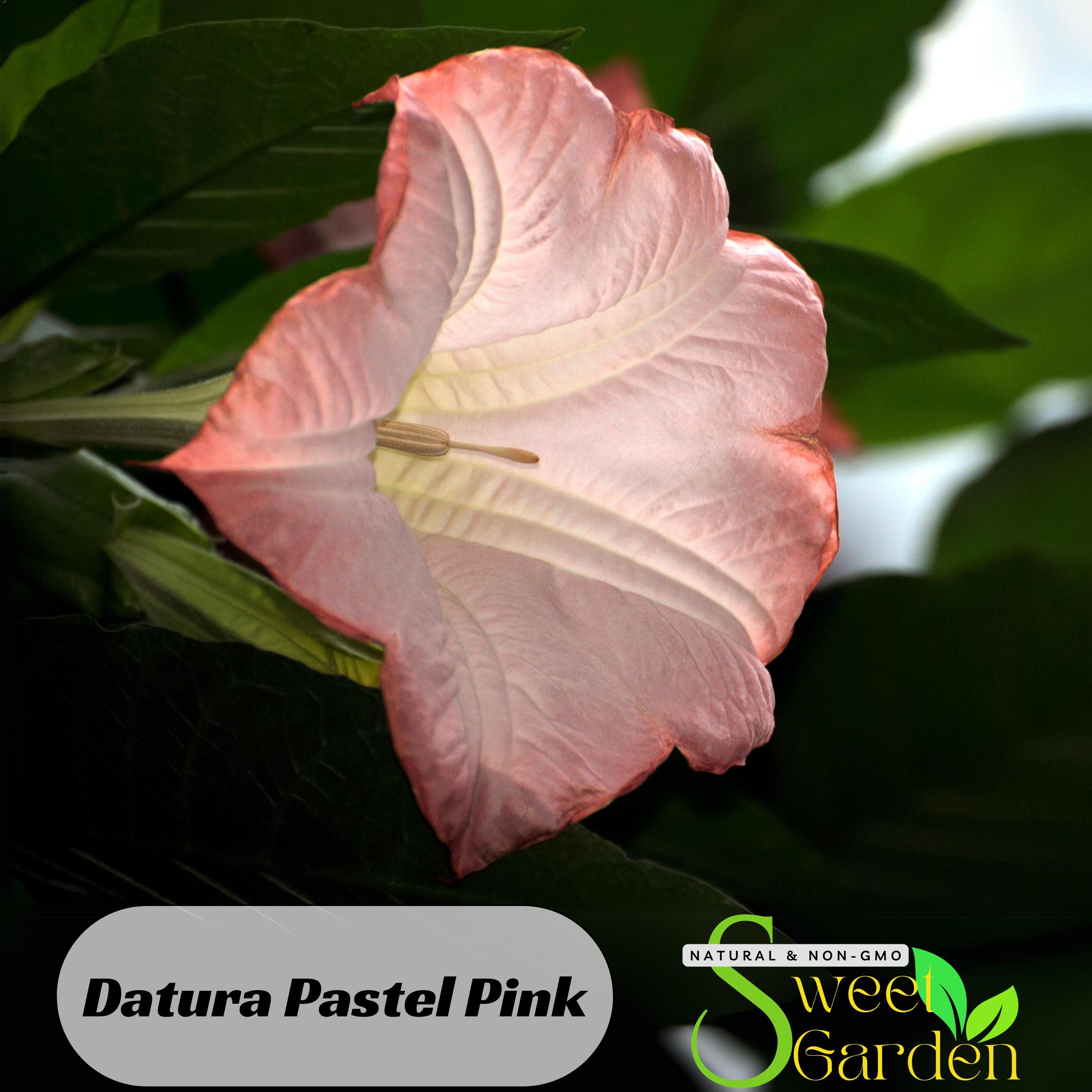 Datura Pastel Pink Seeds- Perennial - Authentic Seeds - Flowers 