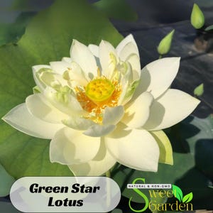 5+ Rare Seeds| Green Star Lotus Seeds  - Indian Lotus (Nelumbo Nucifera) Seeds - Easy To Grow - Lotus Flower - Lotus Pond #Q043