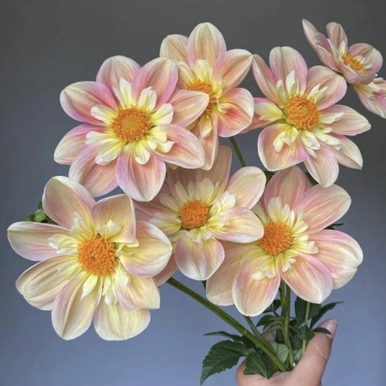 Pode incluir: Um buqu&ecirc; de flores d&aacute;lia com p&eacute;talas em tons de rosa pastel e creme com centros amarelo vibrante. As flores est&atilde;o dispostas em um cacho com caules e folhas verdes, exibindo m&uacute;ltiplas camadas de p&eacute;talas que irradiam do centro.