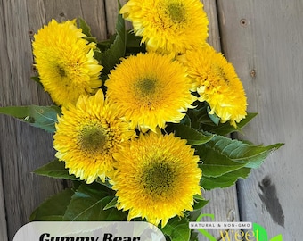 25s|Gummy Bear Sunflowers Seeds  - Helianthus Annuus - Annual - Authentic Seeds - Sunflower Flowers - Easy to plant - Clumping -  #E010.
