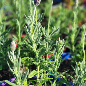May include: A lavender plant with slender, serrated, light green leaves and upright stems. The plant features small, pale purple flower buds at the tips of the stalks, showcasing a textured, foliage-heavy appearance in a garden setting.