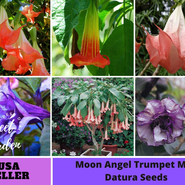 Datura Flower Seeds Mix Seeds-Perennial -Authentic Seeds-Flowers -Organic. Non GMO-Mix Seeds for Plant-B3G1#G007