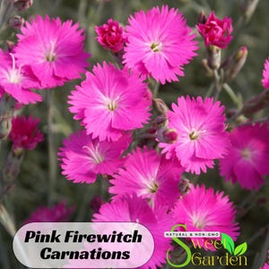 30s|Pink Firewitch Carnations - Authentic Seeds - Dianthus Caryophyllus - Fascination Flower - Love Flower - Mix Seeds - Clumping  #ca32