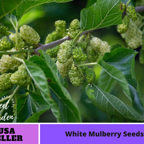 55 Seeds| White Mulberry Seeds- Authentic Seeds -Seeds-Flowers -Organic. Non GMO~ GMO Free~ Asian Garden~ Fruit~ Herbs B3G1 #6032