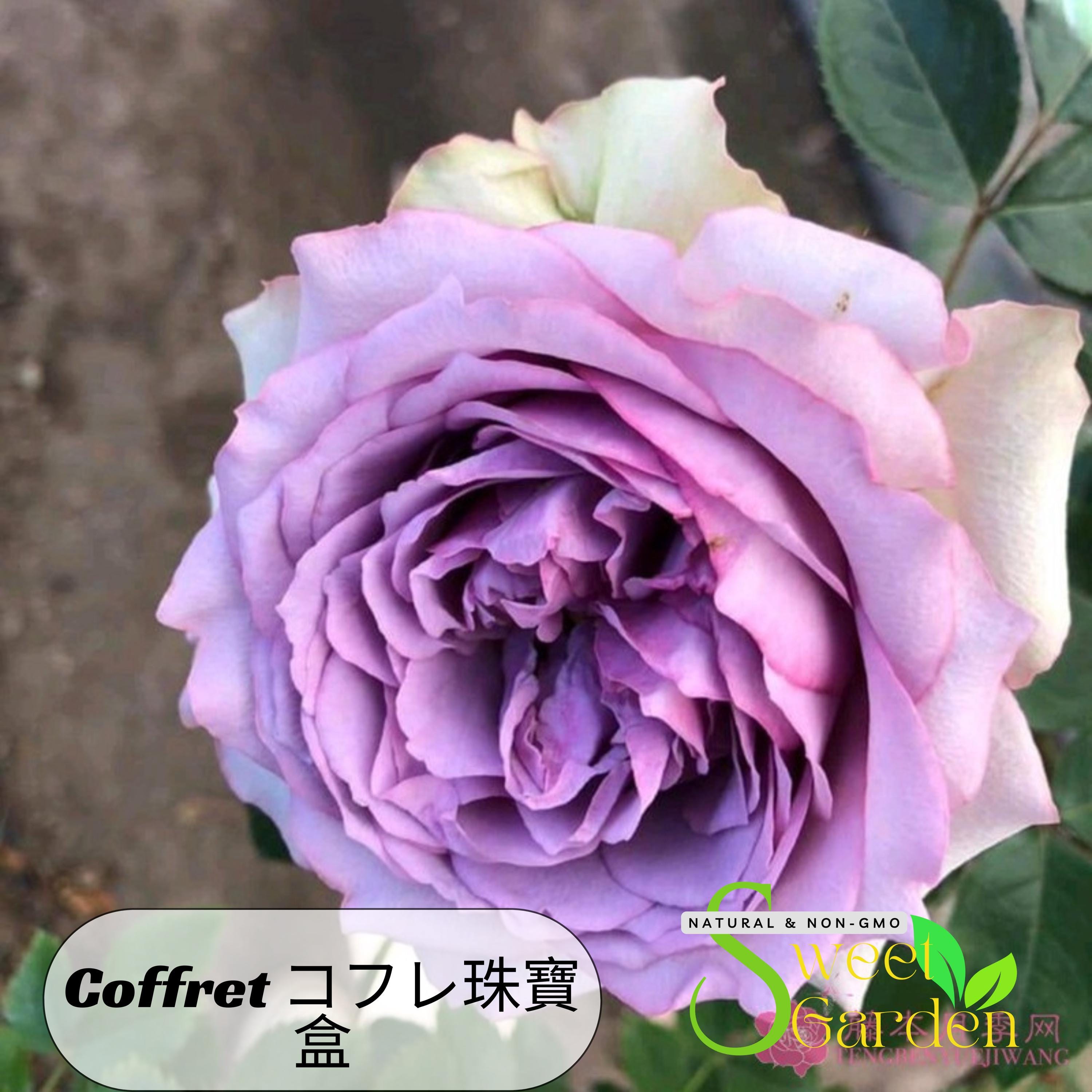 Coffret コフレ珠寶盒-perennial -authentic Seeds-flowers