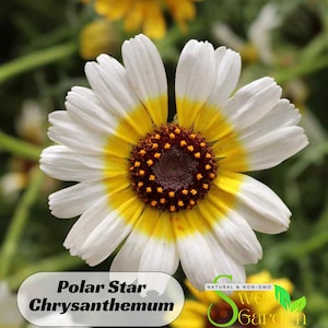 50s|Polar Star Chrysanthemum Seeds - Perennial - Authentic Seeds - Flowers - Mix Seeds For Plant - Clumping - Easy To Grow #M003