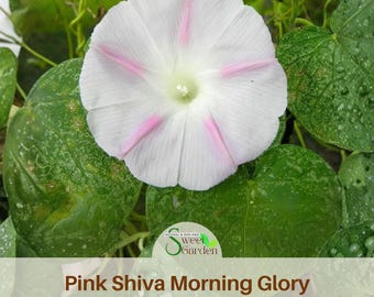 Pink Shiva Morning Glory Seeds – Annual Vine Flower, Easy Grow, Non-GMO