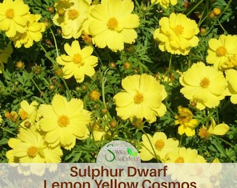 Yellow Sulphur Carpet Cosmos Seeds - Annual - Authentic Seeds - Easy Care Flowers - Easy To Grow - Mix Seeds For Plant