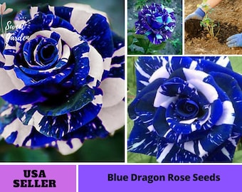 Blue Dragon Rose Seeds-Perennial -Authentic Seeds-Flowers -Organic. Non GMO -Vegetable Seeds-Mix Seeds for Plant-B3G1 #1082